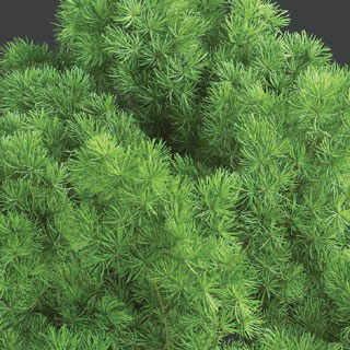 Ming Fern Preserved ***out Of Stock***