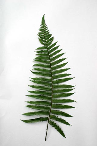 Parchment Ferns Preserved
