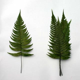 ROCK FERN PRESERVED ***OUT OF STOCK***