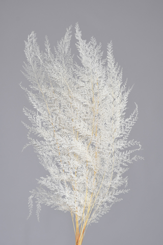 French Fern Bleached