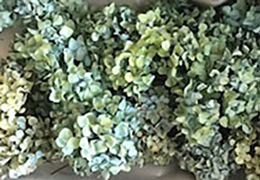 Hydrangea Garden Pale Blue & Green ***out Of Stock***