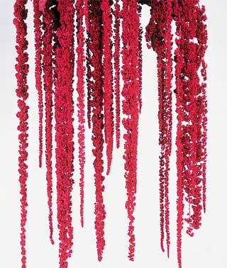 Hanging Amaranthus Burgundy ***out Of Stock***