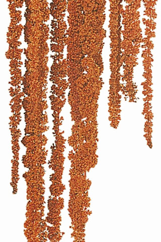 Hanging Amaranthus Autumn (color Is Slightly More Terra Cotta Than Shown In Photo)