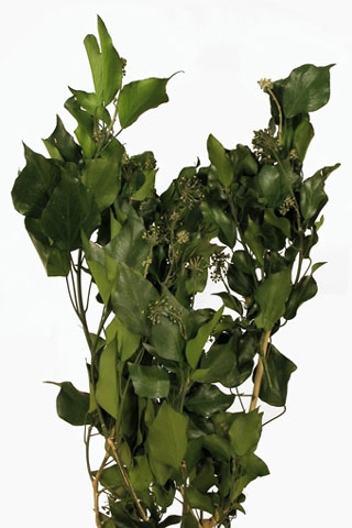 HEDERA ARBOREA 