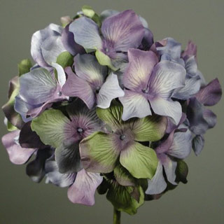 Parchment Hydrangea Lavender/green