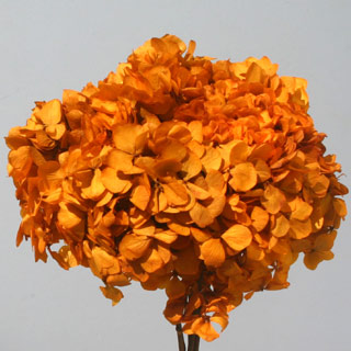 Hydrangea Supersoft  Autumn ***out Of Stock***