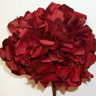 Parchment Hydrangea Red