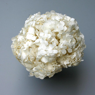PERFECTION HYDRANGEA WHITE ***ONLY 1 LEFT***