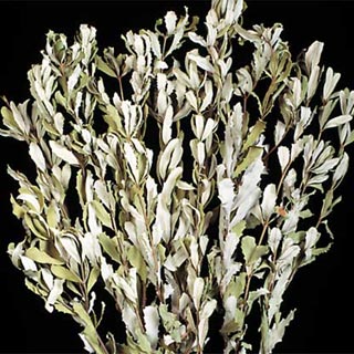 Integrefolia Air-Dried