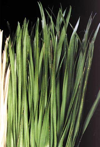 IRIS FOLIAGE BASIL GREEN ***OUT OF STOCK***