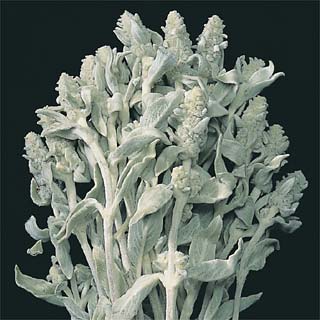 LAMB'S EAR (WOOLY BETONY)***OUT OF STOCK***