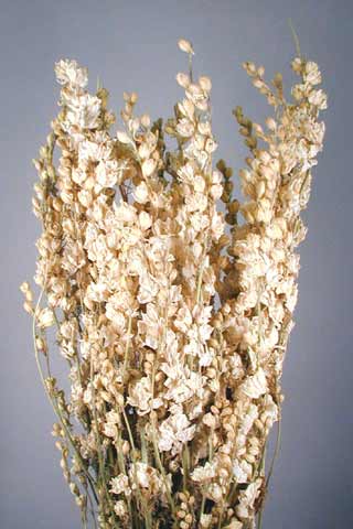 LARKSPUR WHITE 90441