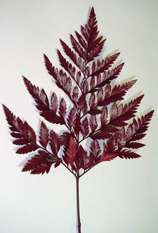 Leather Leaf Fern Red 