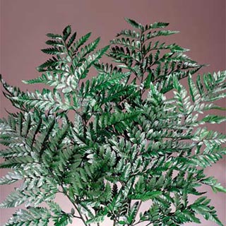 Leatherleaf Fern Green Preserved