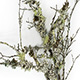 Bulk Box West Coast Lichen Branches
