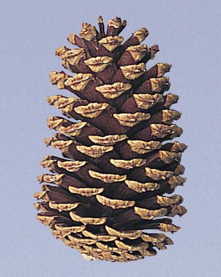 Medium Pine Cones Unpicked