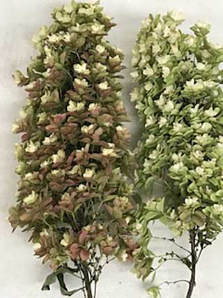 Oak Leaf Hydrangeas Air-Dried