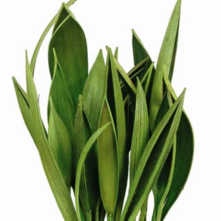 Palm Paddles Basil ***out Of Stock***
