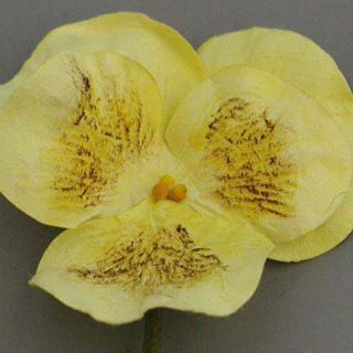 PARCHMENT PANSIES YELLOW