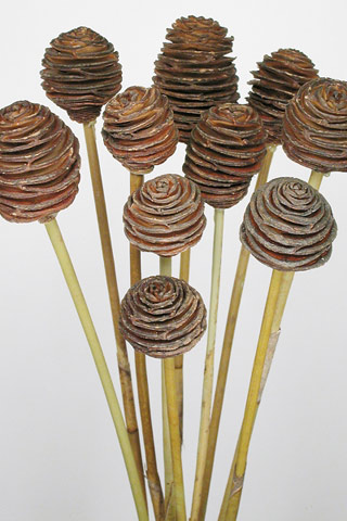 Platys Brown Reed Stem ***out Of Stock***