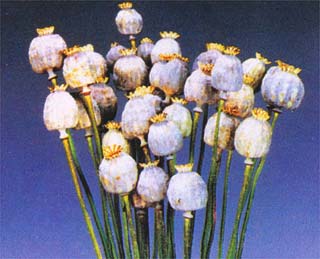 Poppy Pods Holland