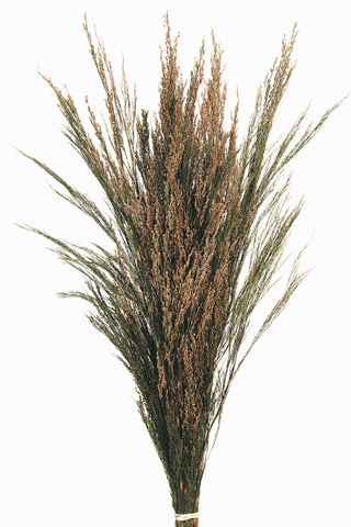 REED GRASS ***OUT OF STOCK***
