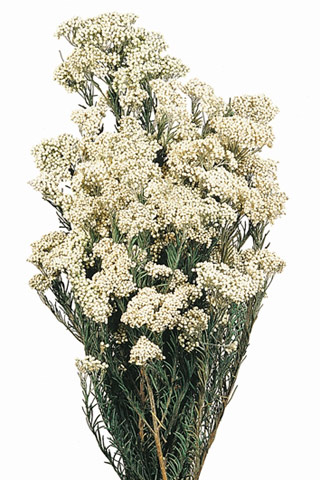 Riceflowers Natural White 8 oz