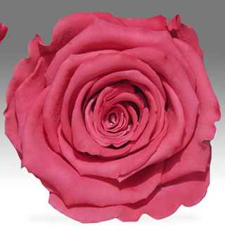 Rosehds Ef 4\" Rose Pink Bic-10                          