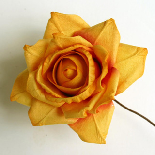 Parchment Roses  Yel/gold