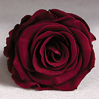 Ef Mini Roses Raspberry Pin-02