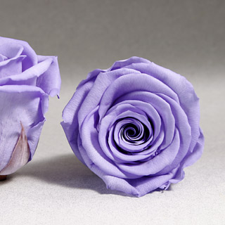 Rosehds Ef Lilac Vio-03 