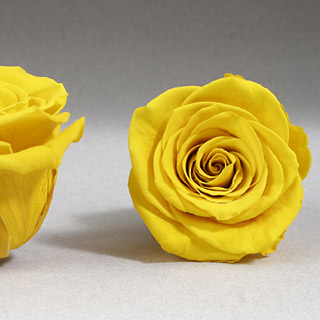 Ef Mini Roses Yellow Yel-02 