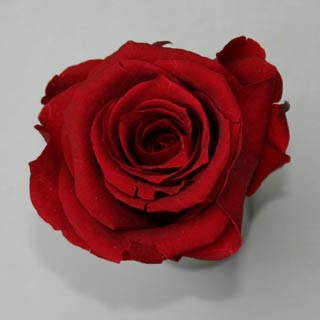 Ef Mini Roses Burgundy Red-01 