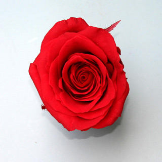 Rose Amor Rosehds Pr Red Red-021\"                                        