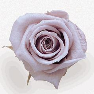 Rosehds Ef Cherry Blossom Vio-02  