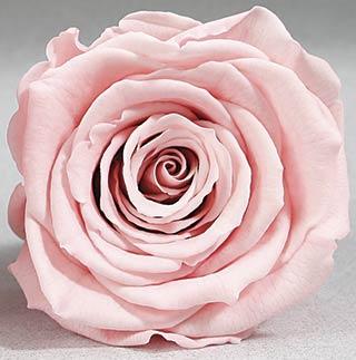 Ef Mini Roses Lt Pink Pin-04 