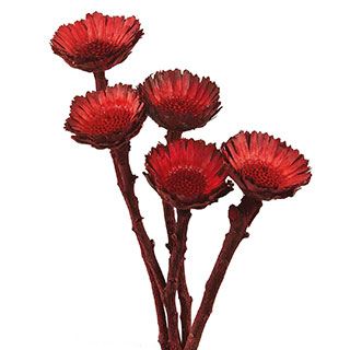 Protea Rosette Red