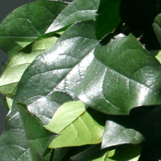 SALAL PRES NATURAL GREEN 