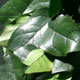 Salal natural green