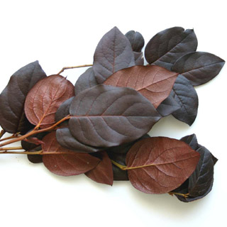  Salal Pres Dark Brown 10# ***out Of Stock***