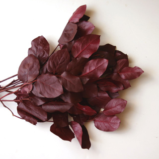 Salal Pres Burgundy