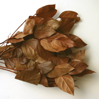 Salal Pres Copper 