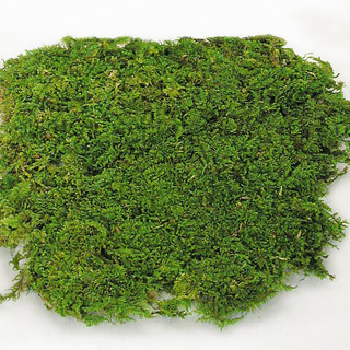 SHEET MOSS PRESERVED 4#  DUE TO STATE REGULATIONS, THIS PRODUCT CANNOT BE SHIPPED TO CALIFORNIA