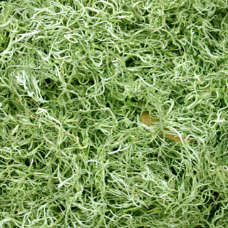 Spanish Moss Lt Green Bulk 