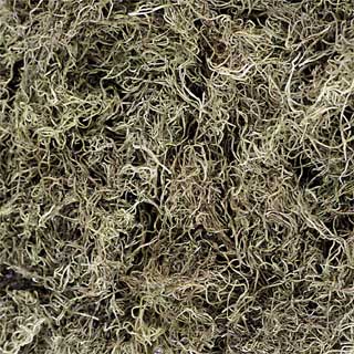 Spanish Moss Natural Bulk ***out Of Stock***