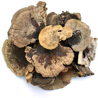 Sponge Mushrooms