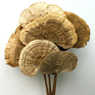 MUSHROOMS SPONGE NATURAL STEMMED 