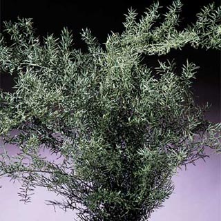Springeri Fern ** WE ALSO HAVE PLUMOSES FERN***