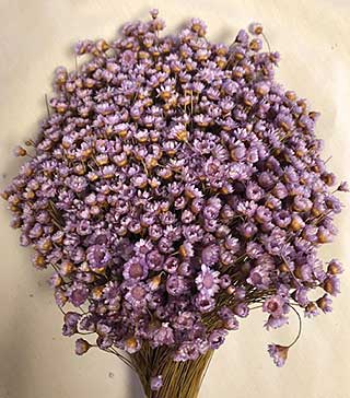 Star Flowers Lavender 