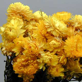 Strawflowers Yellow ***out Of Stock***